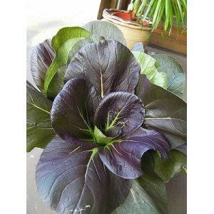 画像: アントシアニン持つ紫白菜　120粒 F1新品種