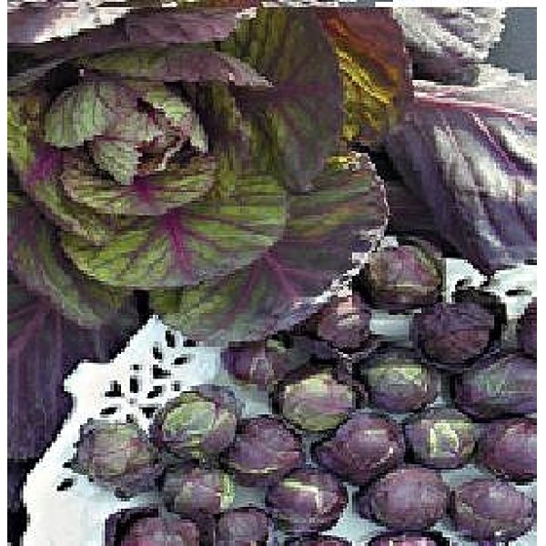 画像1: ポリフェノールを含む紫子持ちキャベツ 240粒 (1)