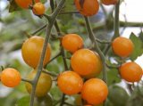 画像: オレンジチェリー　ミニトマト 18粒