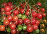 画像: 1房に約100個以上の多果性　超甘い　赤豊ミニトマト 6粒　F1品種