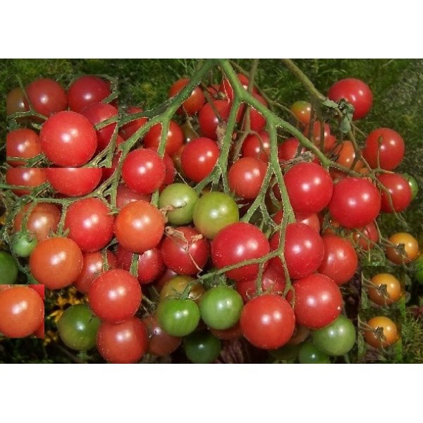 画像1: 1房に約100個以上の多果性　超甘い　赤豊ミニトマト 6粒　F1品種 (1)