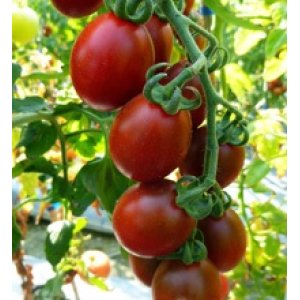 画像: 世界希少な　紫ローズミニトマト　18粒 新品種