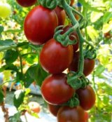 画像: 世界希少な　紫ローズミニトマト　36粒 新品種