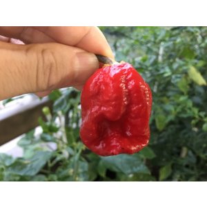 画像: ブートジョロキアより辛い2012年まで世界一位のスーパー超激辛唐辛子 スコーピオン B.T. 8粒