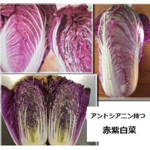 画像: アントシアニンを豊富に含む赤紫白菜　10粒　新品種