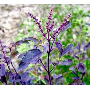 画像: 赤紫ホーリーバジル( クリシュナトゥルシーの種) 20粒　