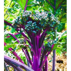 画像: 紫孔雀ブロッコリー 種 90粒 F1品種 ( 茎の食味が紫アスパラガスに似る)　