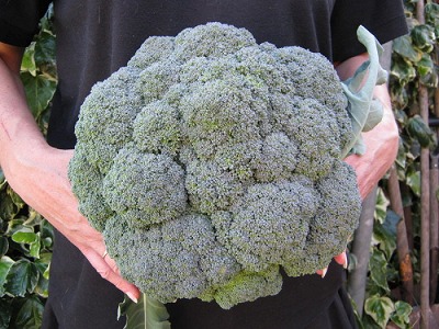 重さ約1 6kg 40cmの超巨大ブロッコリー 30粒 F1品種 野菜種とハーブの種