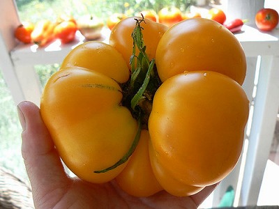 画像1: 重さ500g以上の巨大黄金トマト 18粒 　 (1)