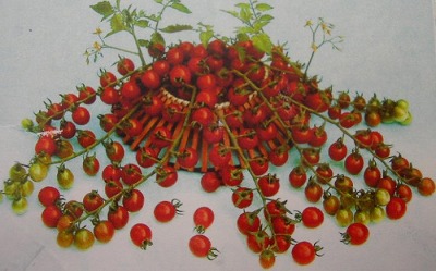 画像1: 超甘い赤真珠　ミニトマト　 6粒　 (1)