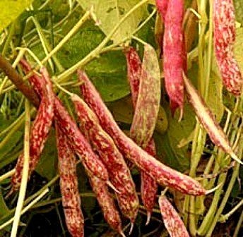 赤サヤいんげん 18粒 野菜種とハーブの種