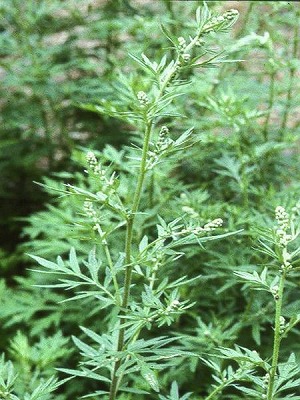 ハーブの女王 ヨモギ 150粒 野菜種とハーブの種