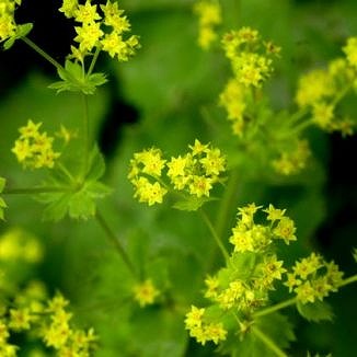 レディースマントル 粒 野菜種とハーブの種