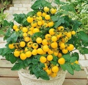 画像1: 一番低い　黄色いミニートマト 36粒 (1)