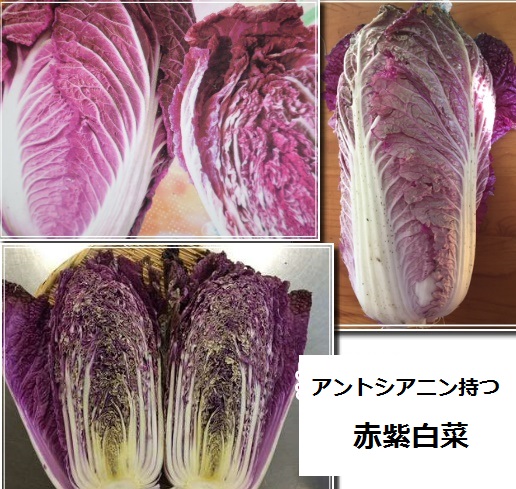 画像1: アントシアニンを豊富に含む赤紫白菜　10粒　新品種 (1)
