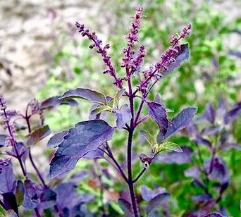 一番効果が高い 赤紫ホーリーバジル 10粒 21年入荷分 野菜種とハーブの種